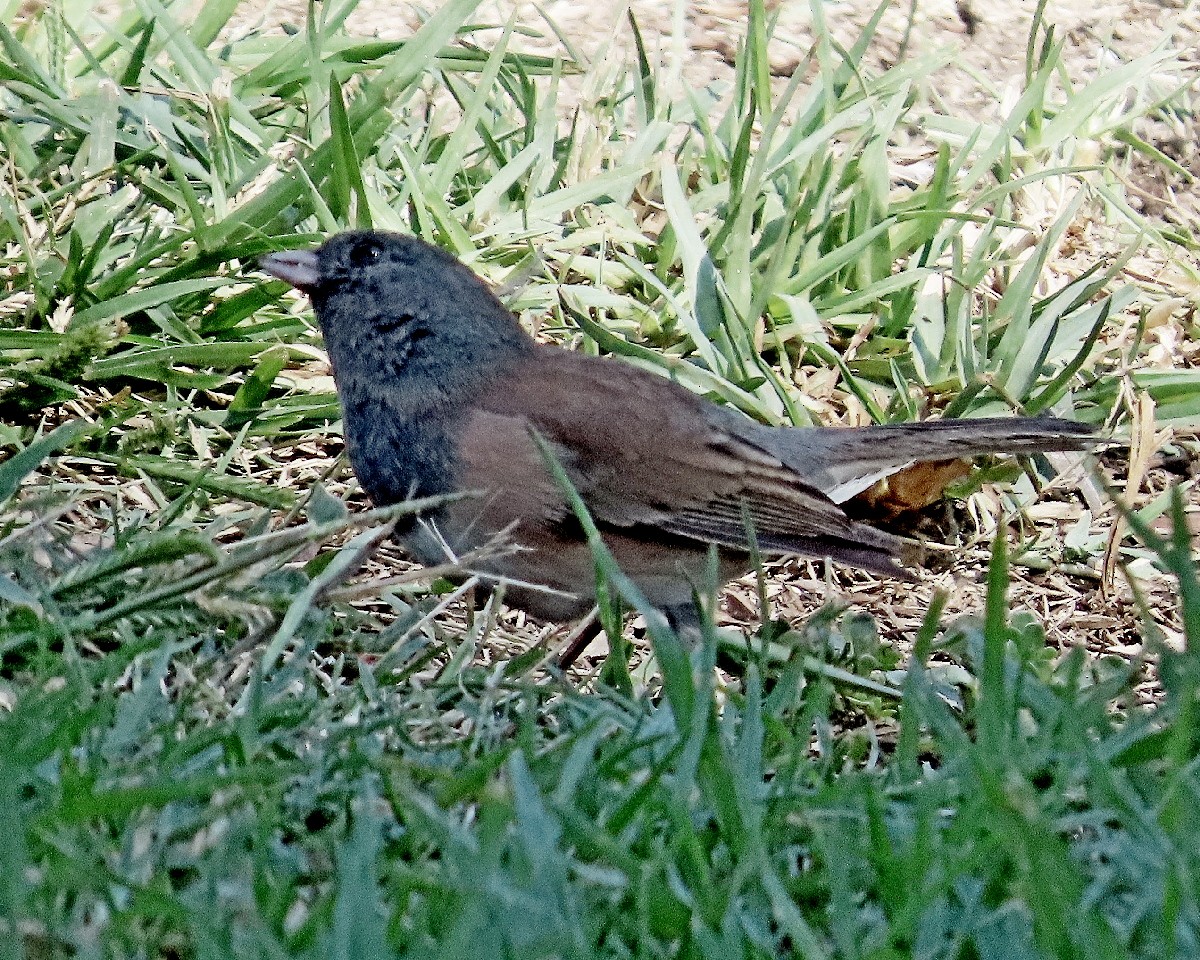 Dark-eyed Junco (Oregon) - ML642300384