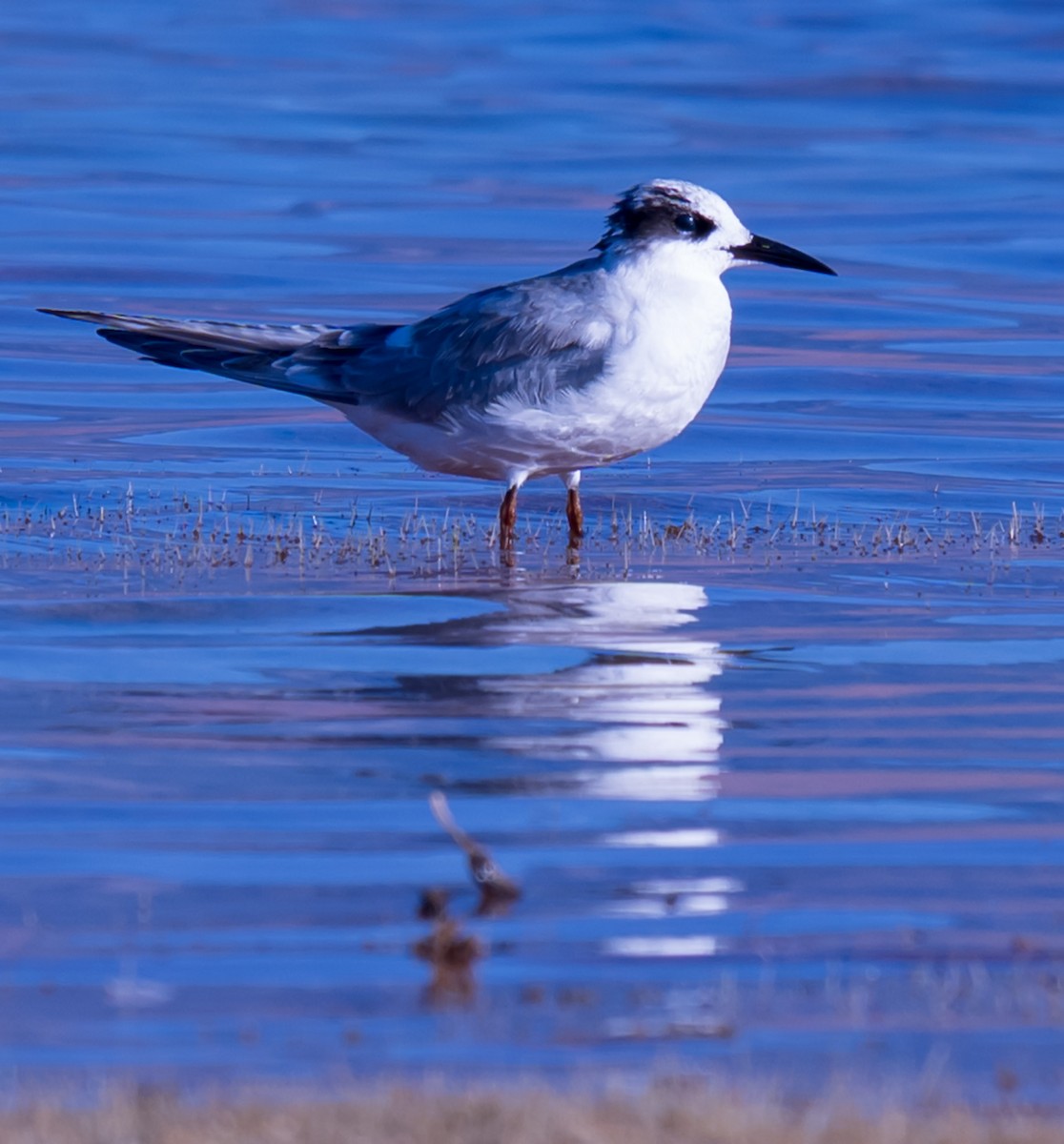 Forster's Tern - ML642300385