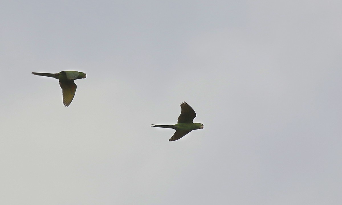 White-eyed Parakeet - ML642300386