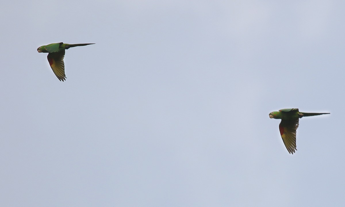 White-eyed Parakeet - ML642300387