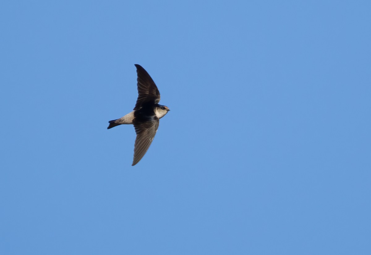 Tree Martin - ML642300389