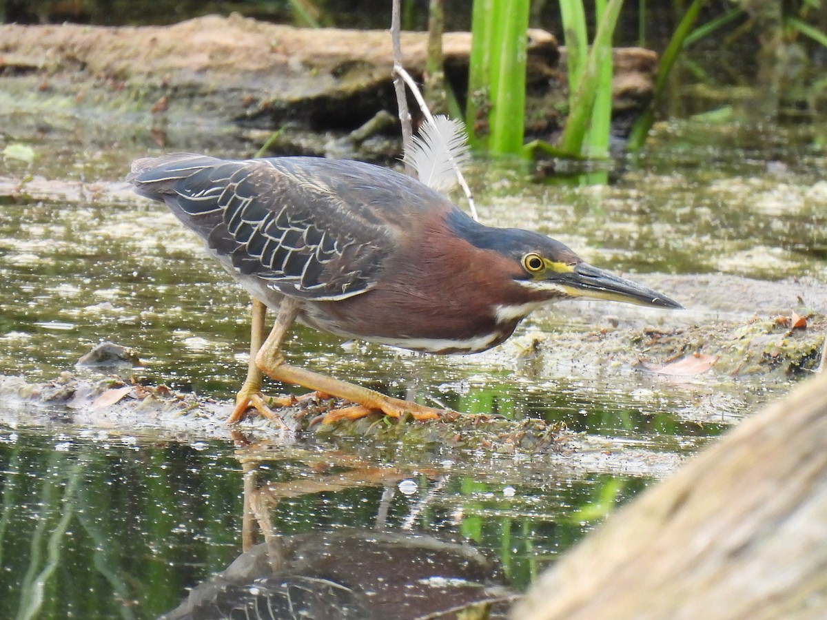 Green Heron - ML642300390