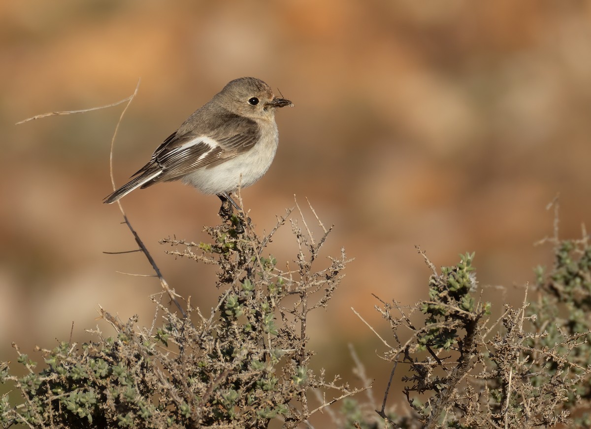 Red-capped Robin - ML642300392