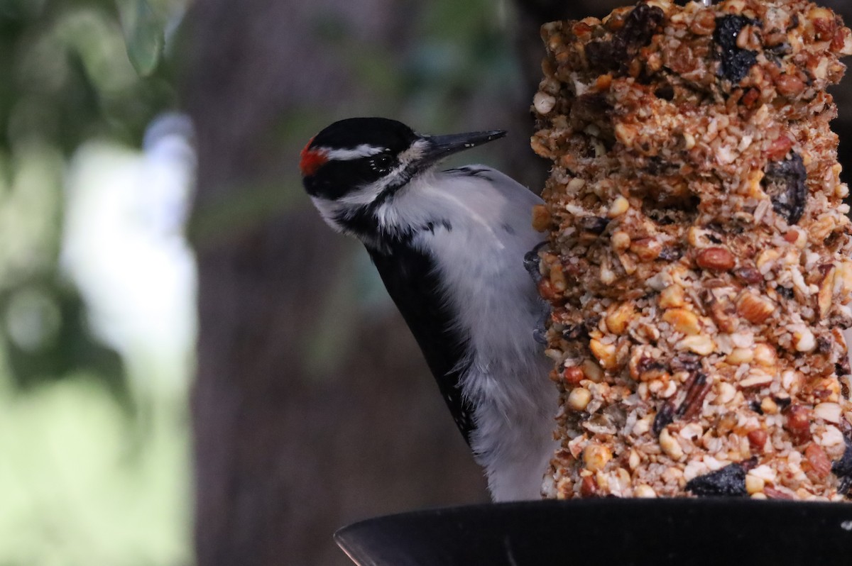 Hairy Woodpecker - ML642300393