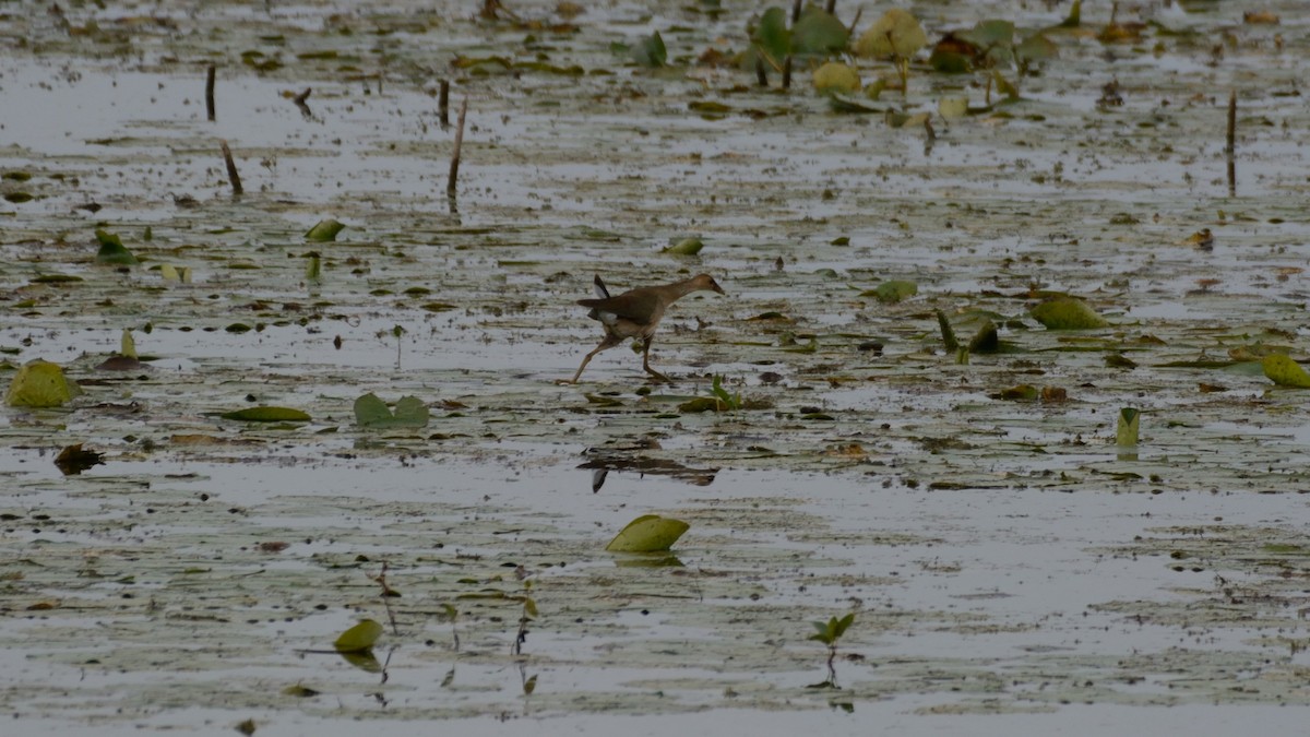 Purple Gallinule - ML642300395