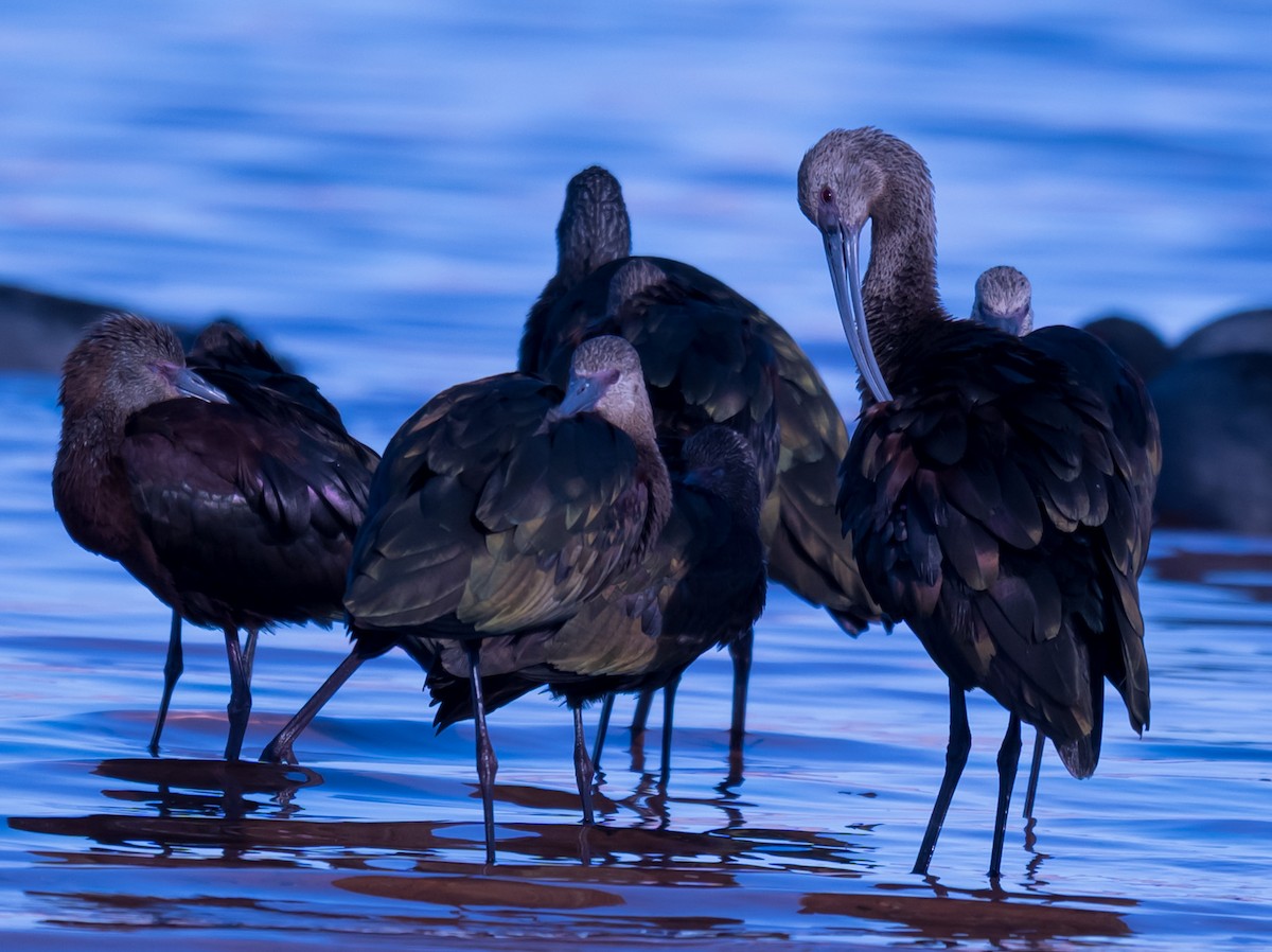 White-faced Ibis - ML642300396