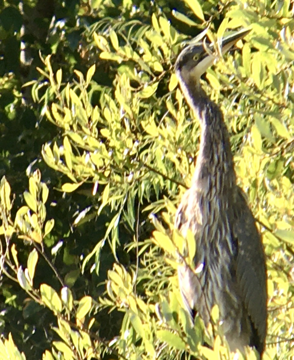 Great Blue Heron - ML642300397