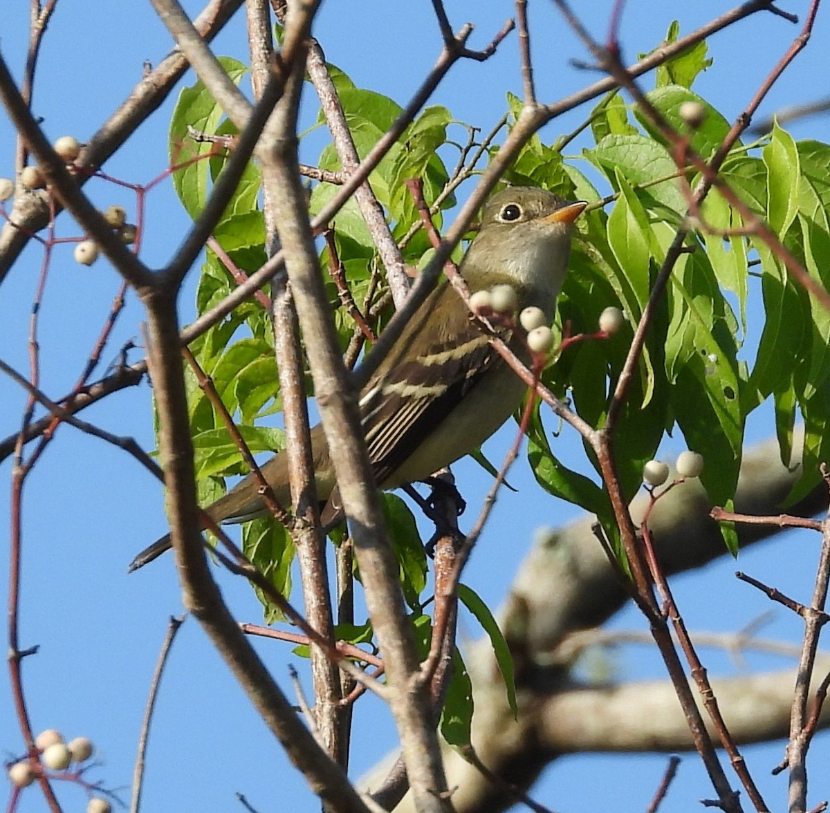 Acadian Flycatcher - ML642300399