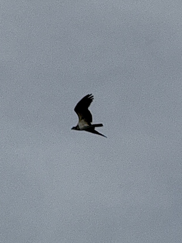 Osprey - ML642300403