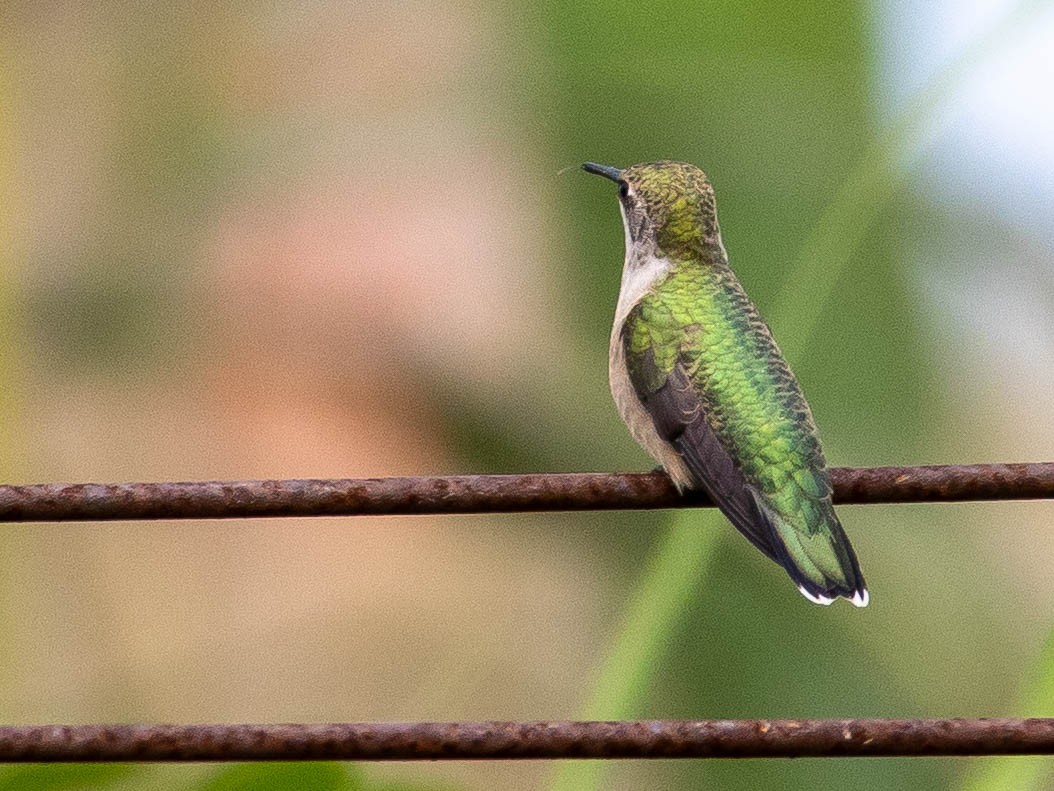 Ruby-throated Hummingbird - ML642300404