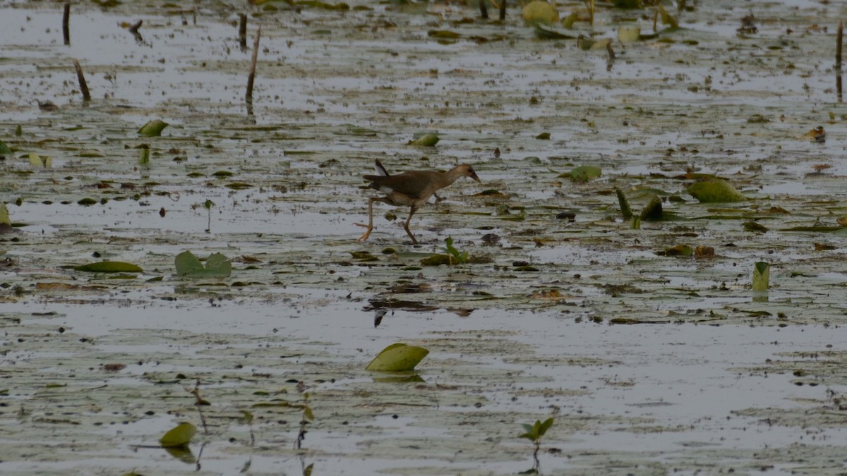 Purple Gallinule - ML642300405