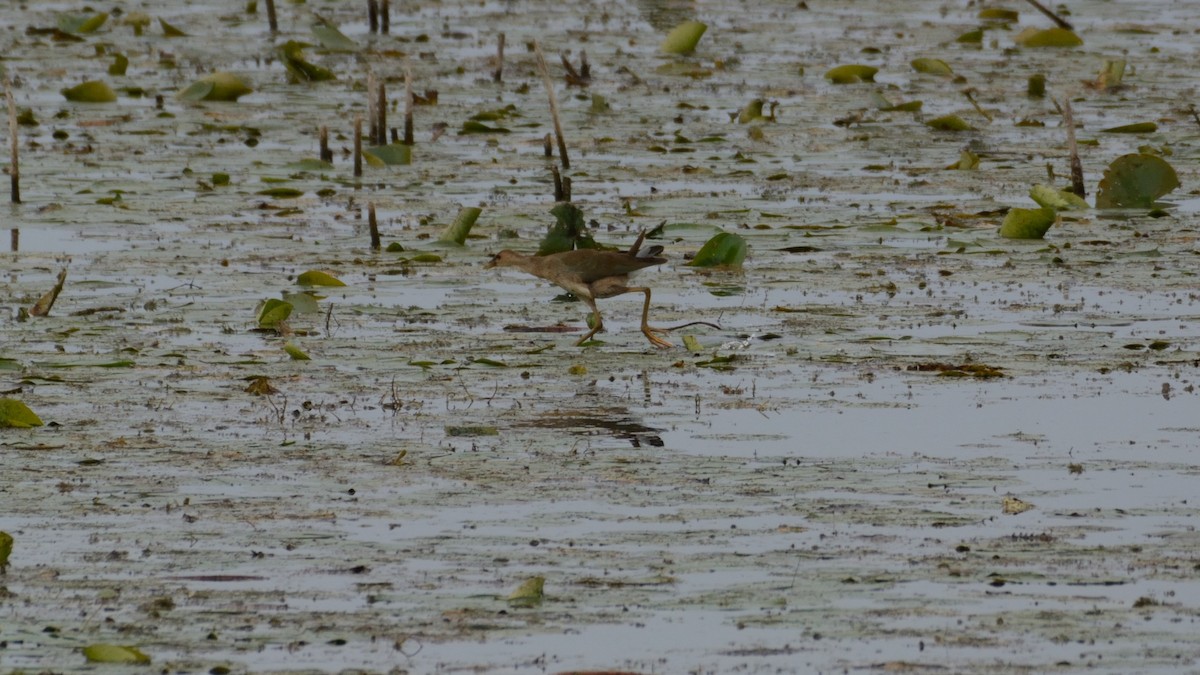 Purple Gallinule - ML642300408