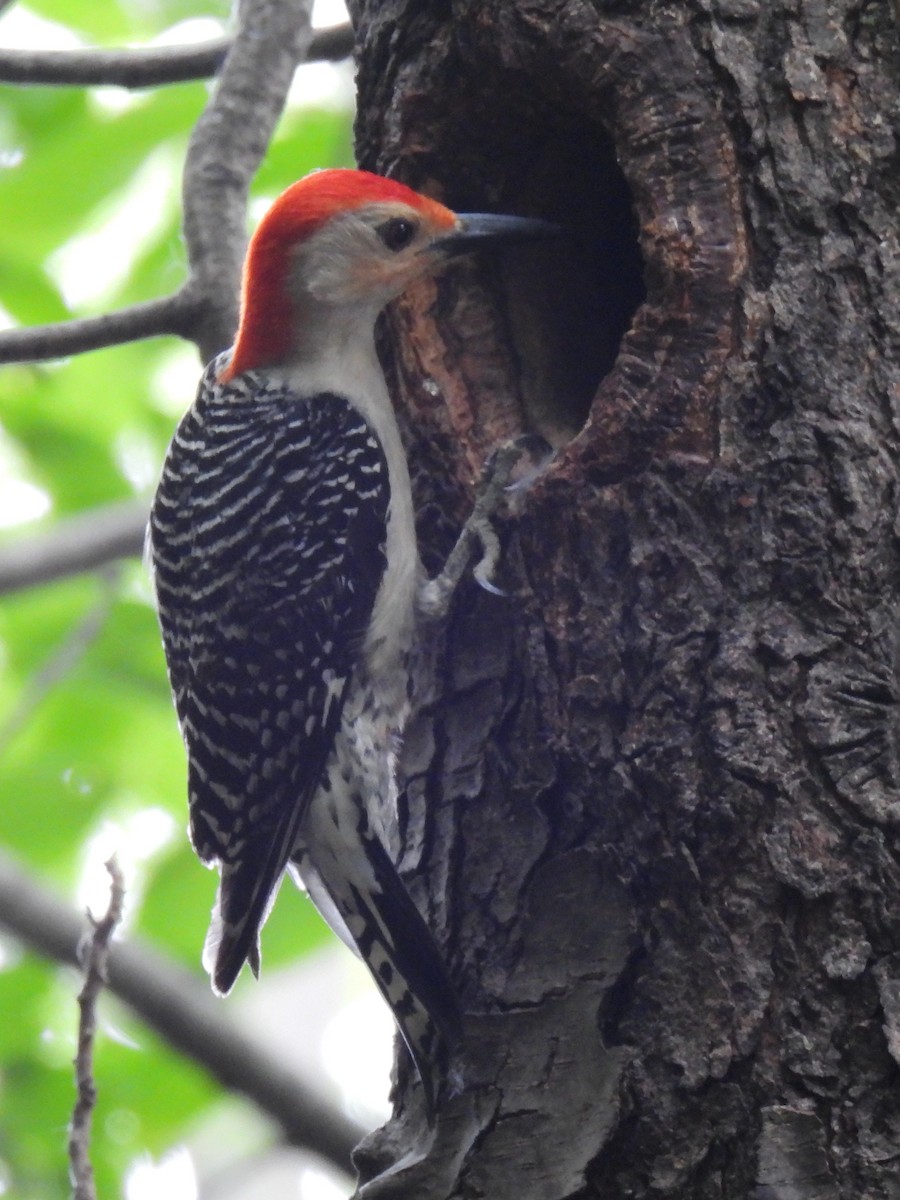 Red-bellied Woodpecker - ML642300409