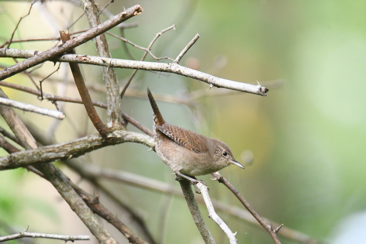 Northern House Wren - ML642300422