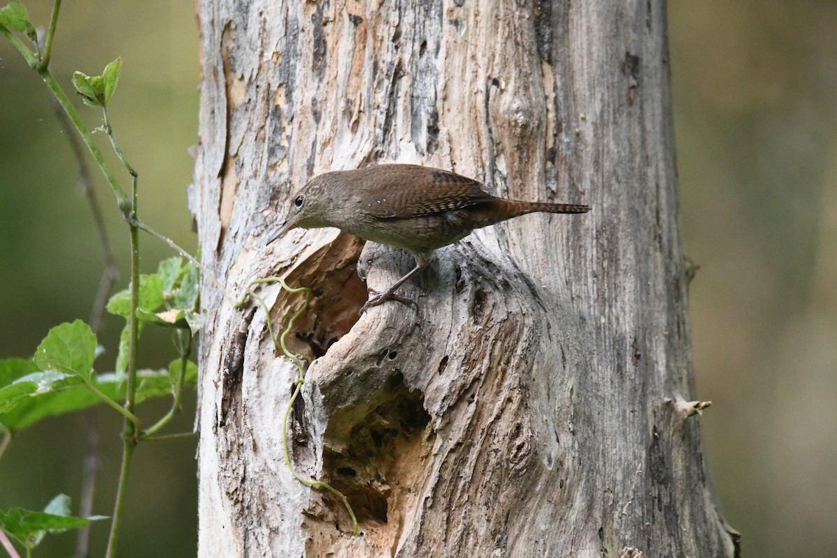 Northern House Wren - ML642300423