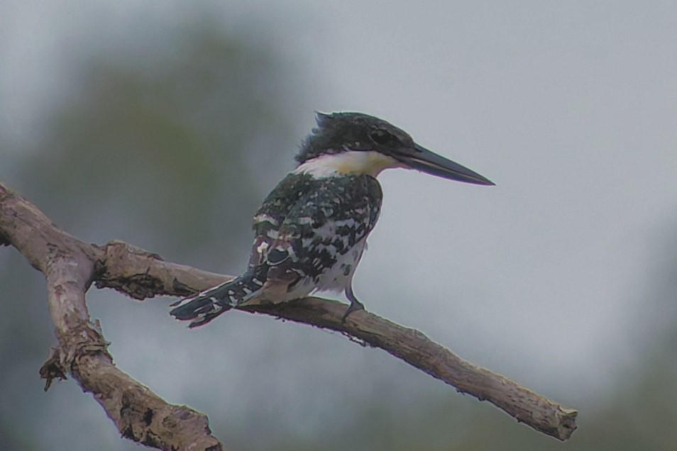 Green Kingfisher - ML642300426