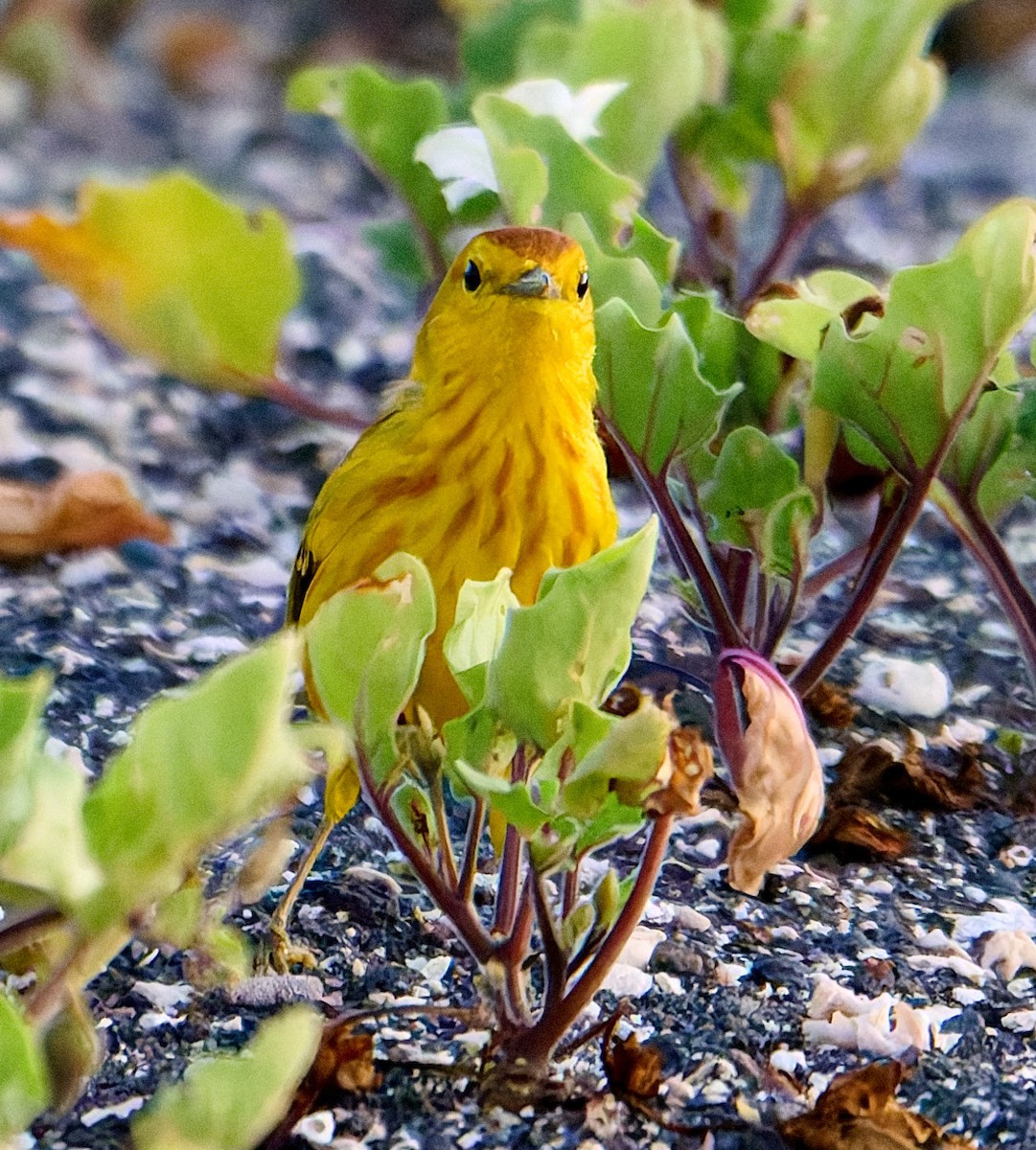 Yellow Warbler (Galapagos) - ML642300433