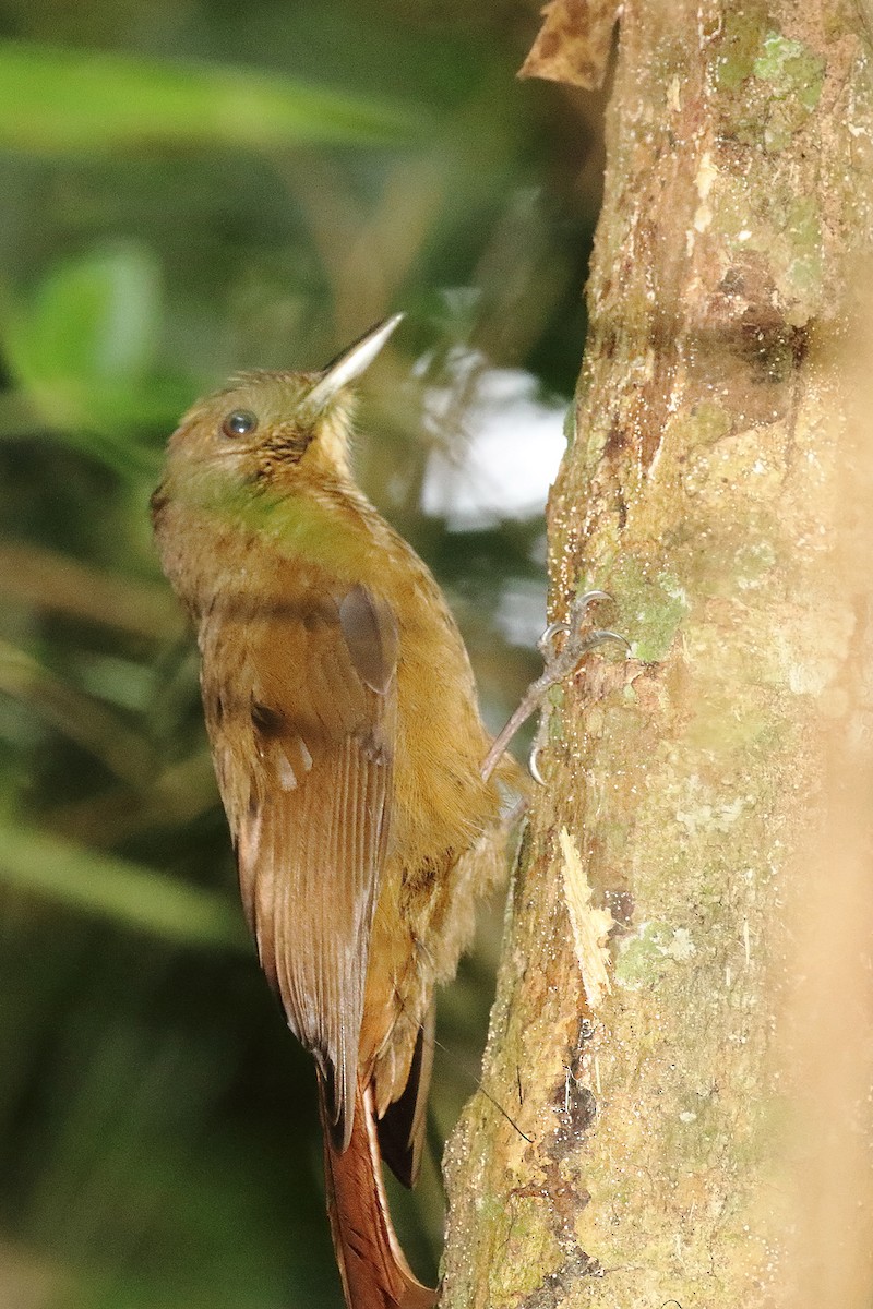 Plain-winged Woodcreeper - ML642300437