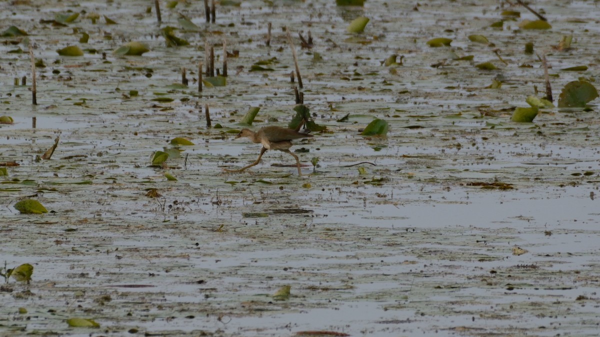 Purple Gallinule - ML642300440