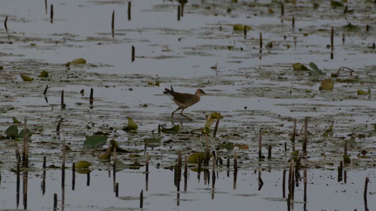 Purple Gallinule - ML642300456