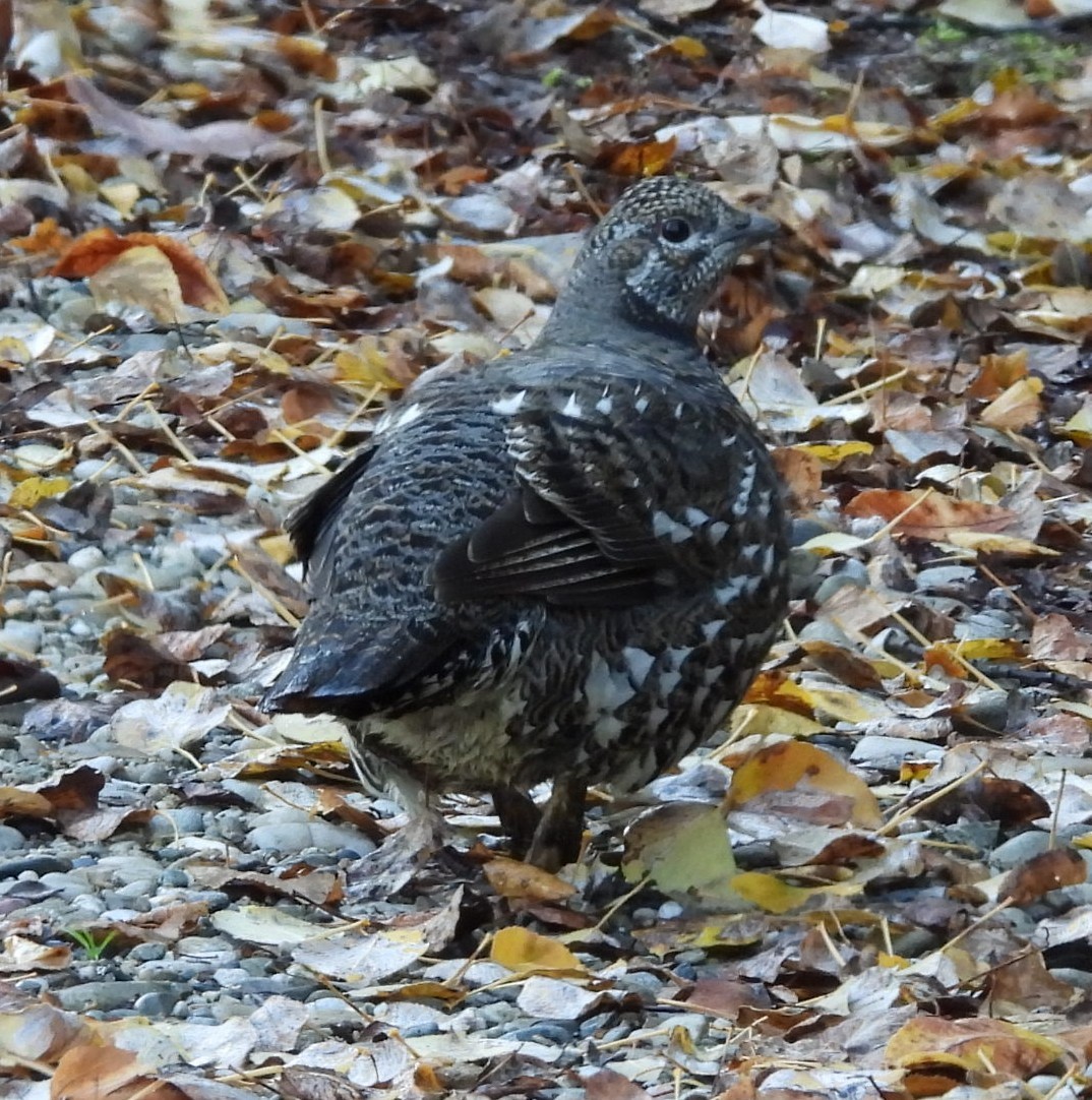 Spruce Grouse - ML642300461