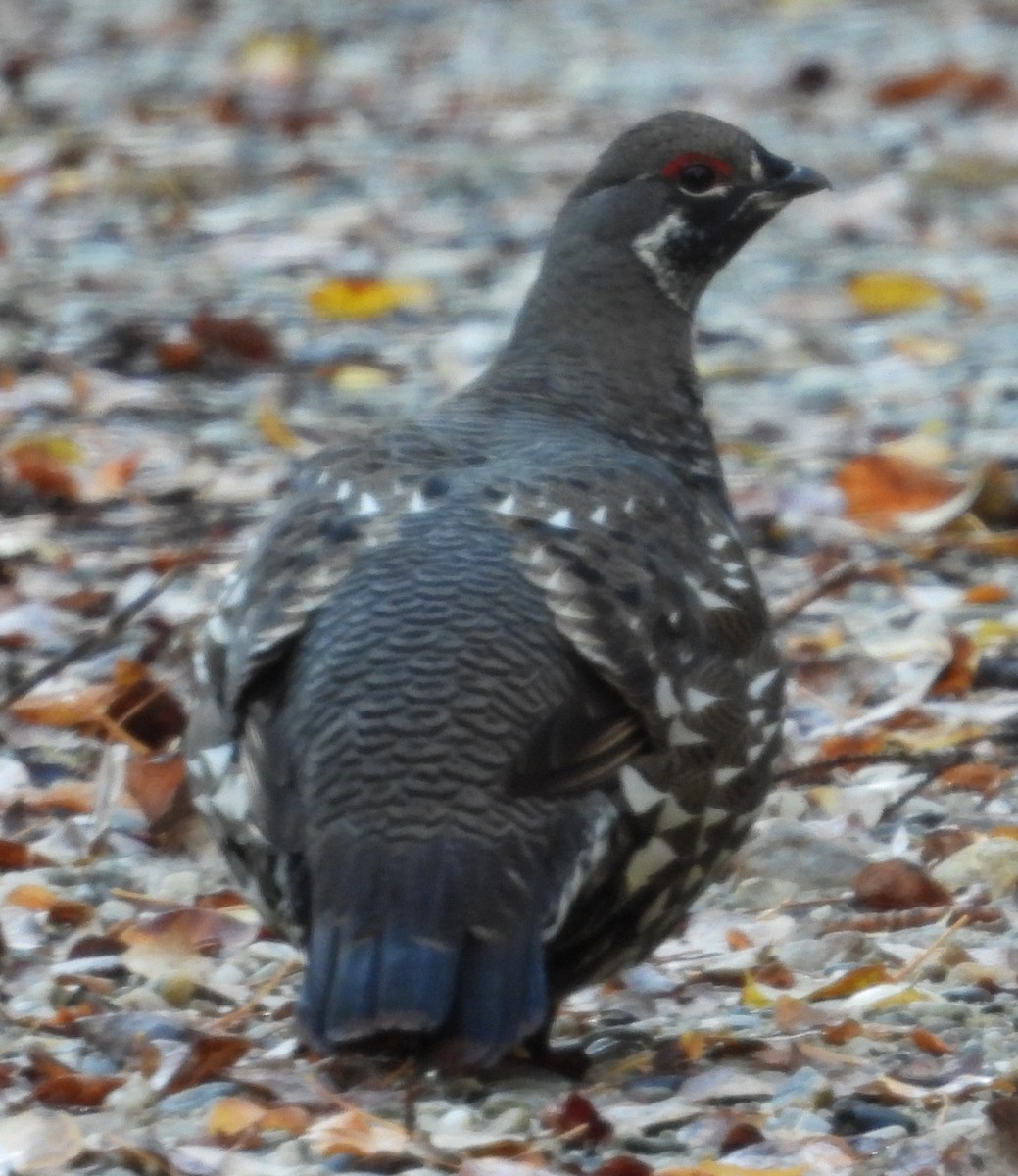 Spruce Grouse - ML642300462