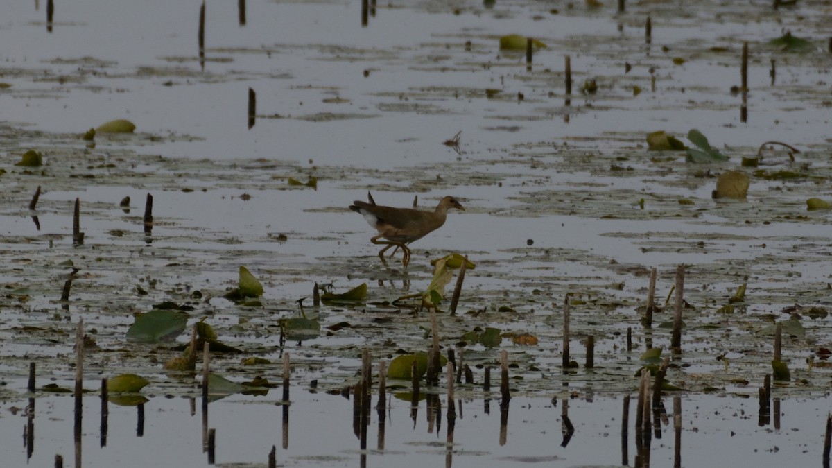 Purple Gallinule - ML642300474