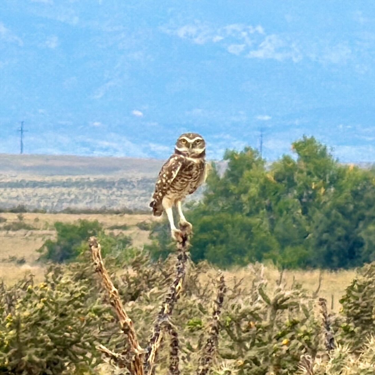 Burrowing Owl - ML642300478