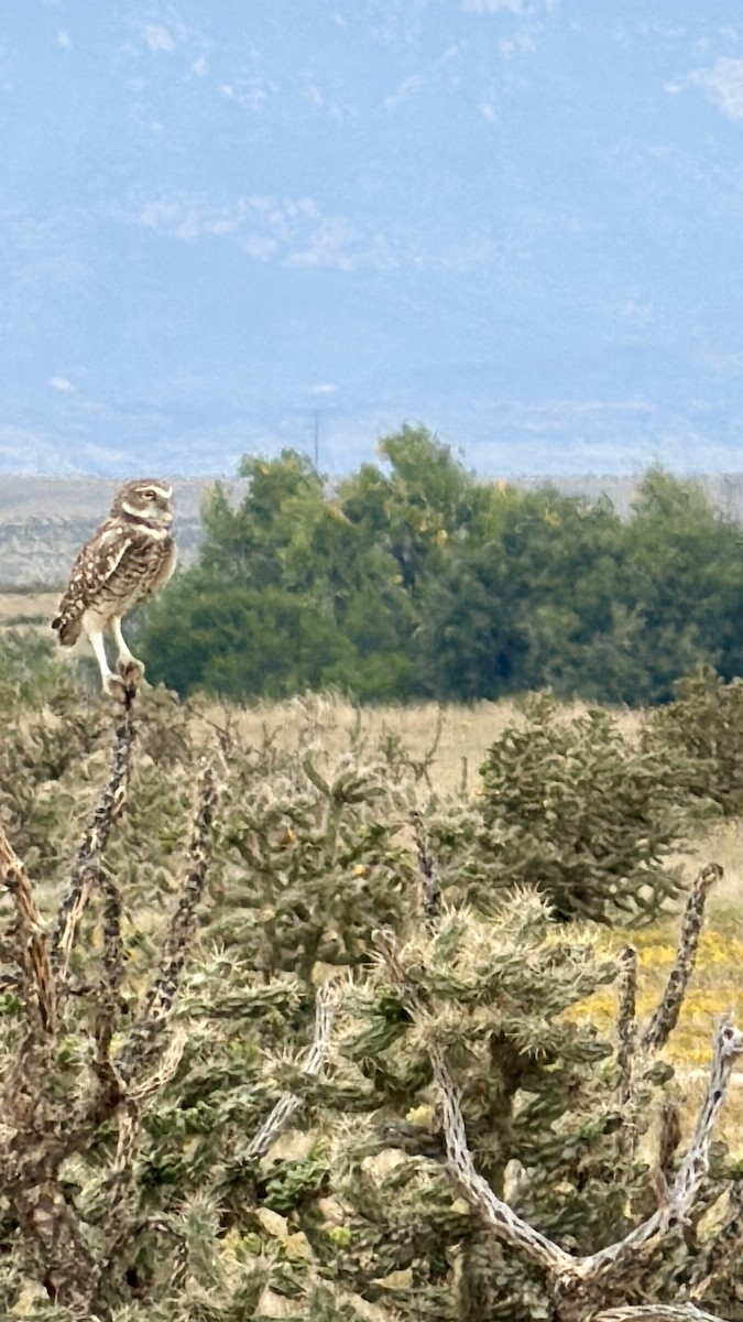 Burrowing Owl - ML642300479