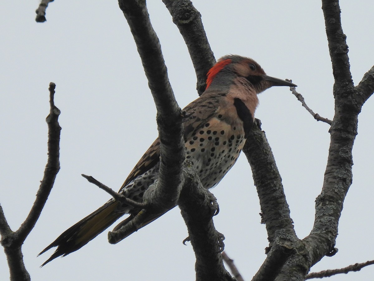 Northern Flicker - ML642300485