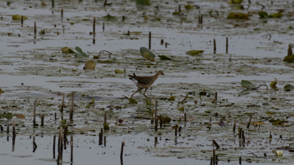 Purple Gallinule - ML642300499
