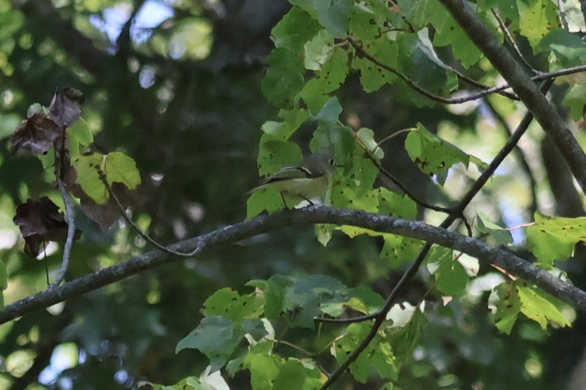 Ruby-crowned Kinglet - ML642300504