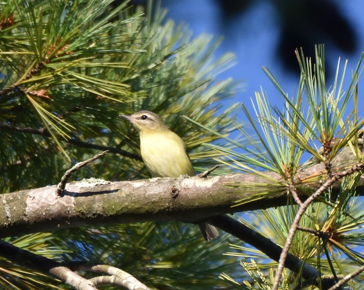 Philadelphia Vireo - ML642300515