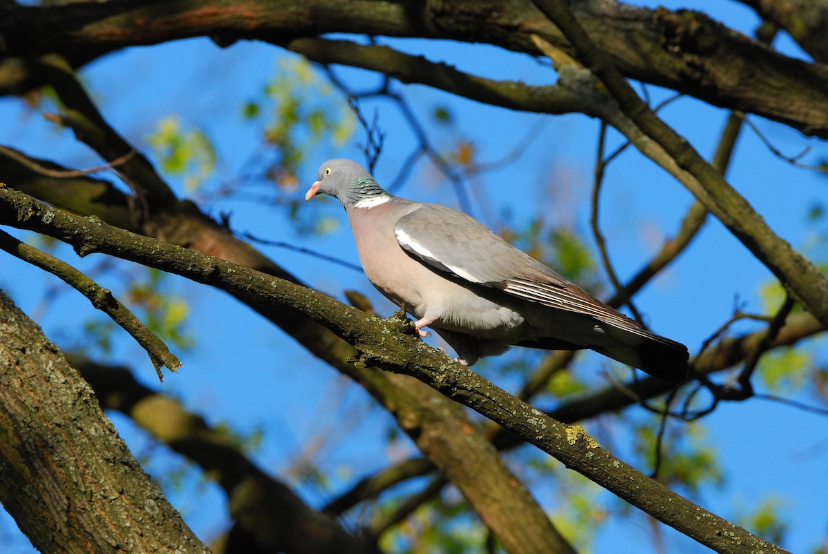 Common Wood-Pigeon - ML642300520