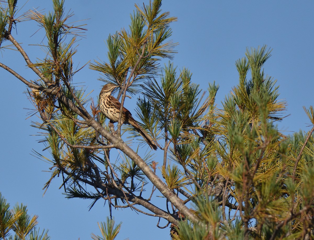 Brown Thrasher - ML642300526