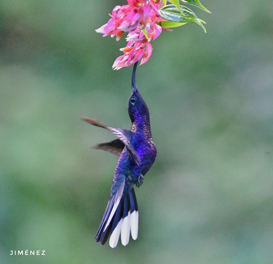 Violet Sabrewing - ML642300542