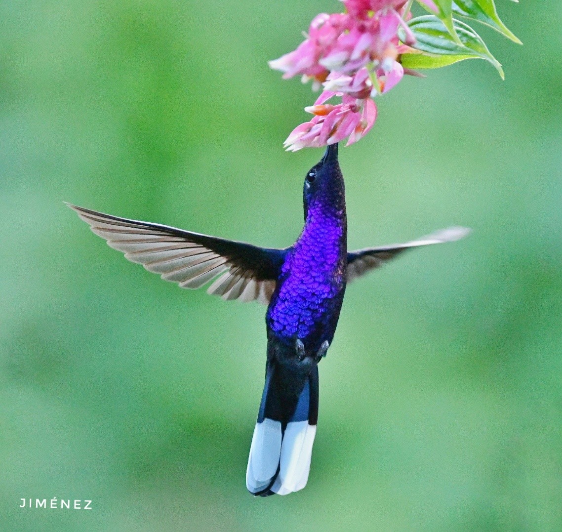 Violet Sabrewing - ML642300543