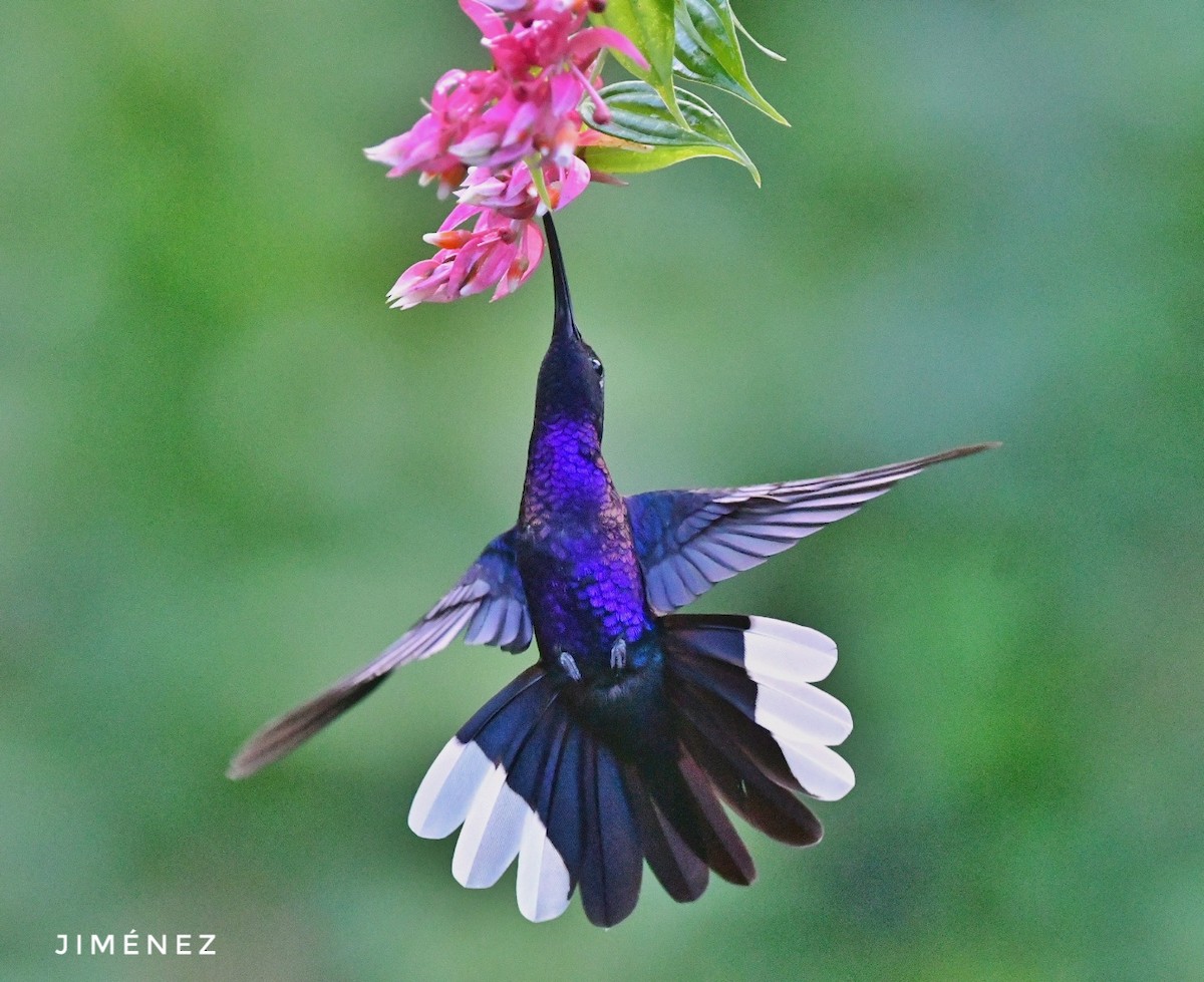 Violet Sabrewing - ML642300544