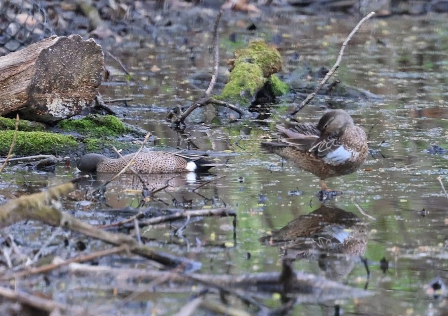 Blue-winged Teal - ML642300545