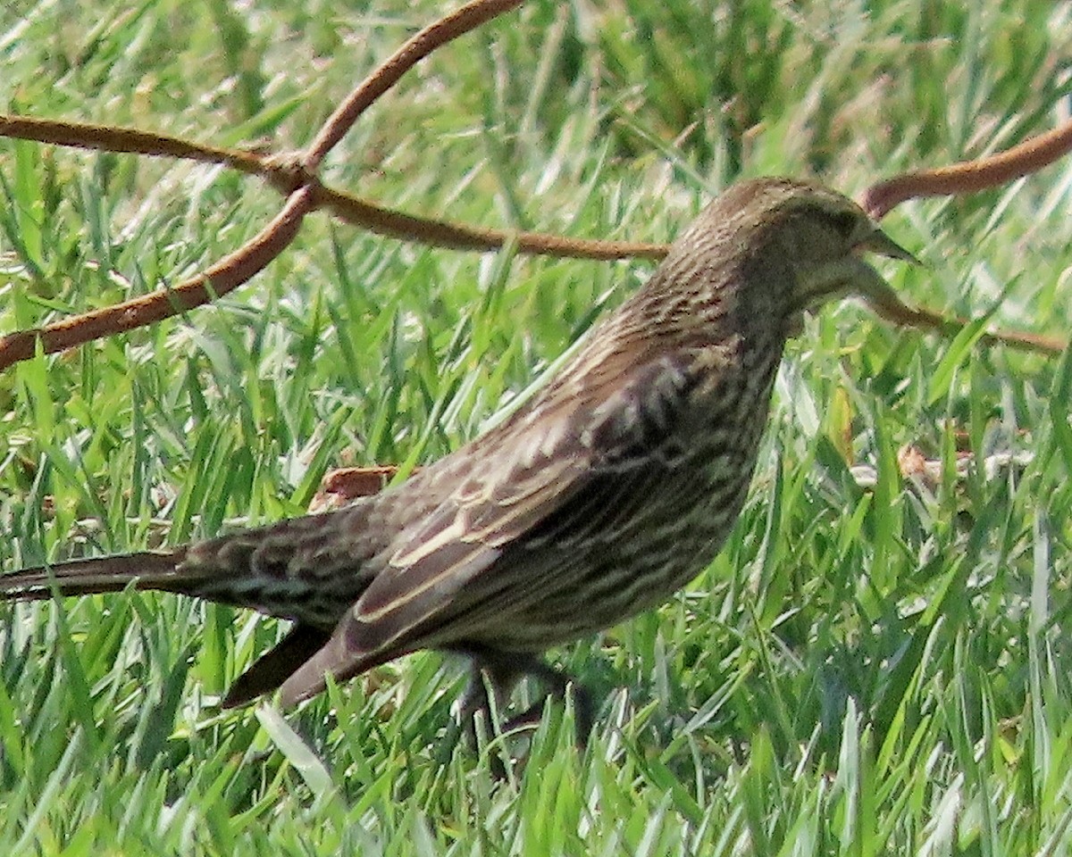 Red-winged Blackbird - ML642300547