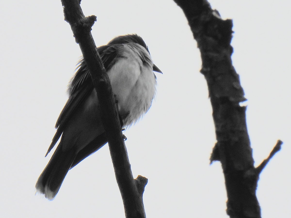 Eastern Kingbird - ML642300552