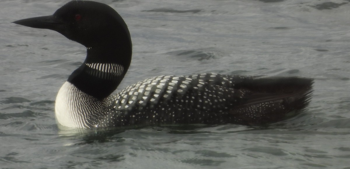 Common Loon - ML642300557