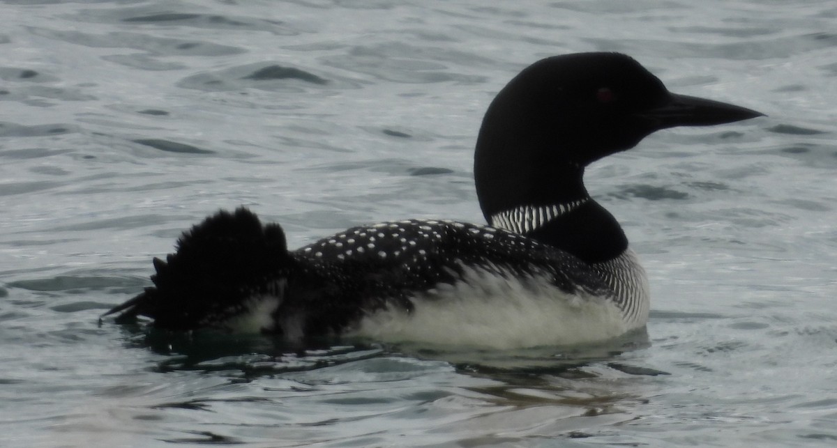 Common Loon - ML642300559