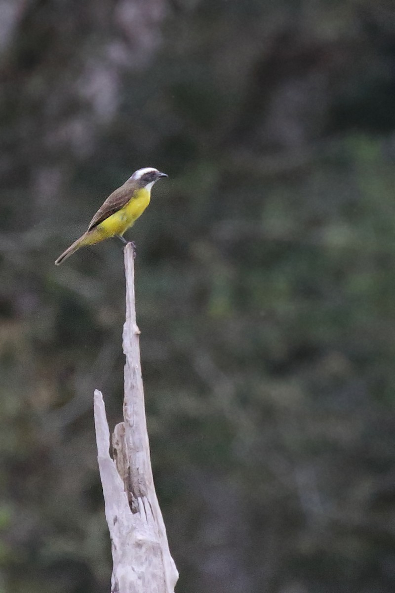 Social Flycatcher - ML642300597