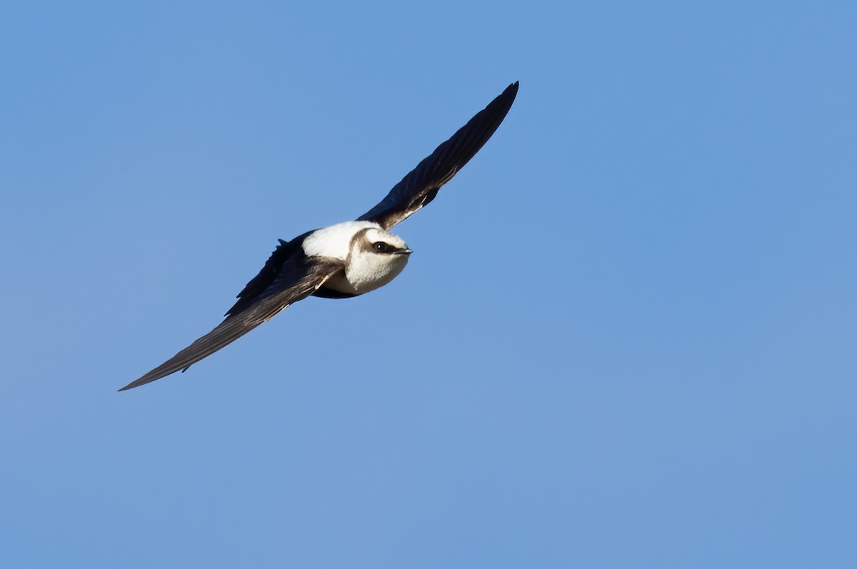 Golondrina Dorsiblanca - ML642300603