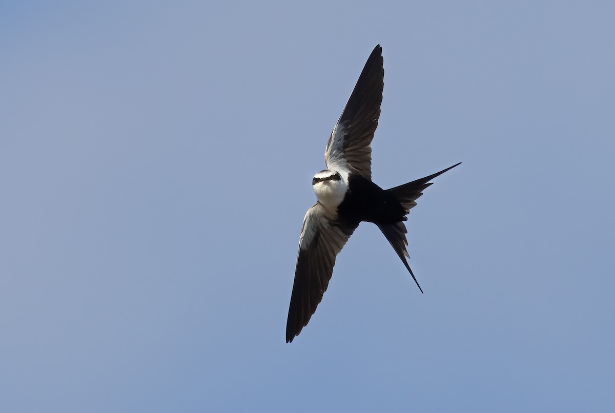 Golondrina Dorsiblanca - ML642300604