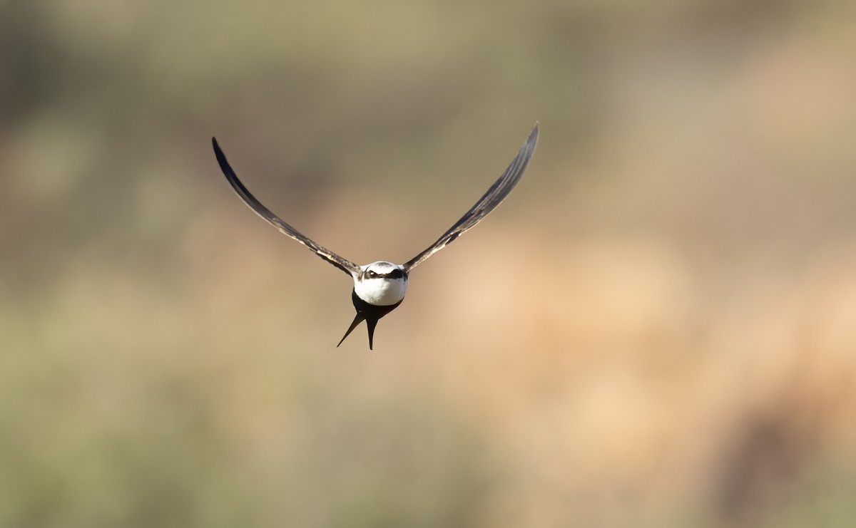 Golondrina Dorsiblanca - ML642300605