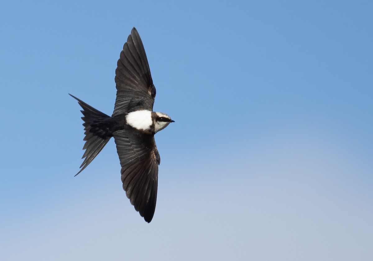 Golondrina Dorsiblanca - ML642300606