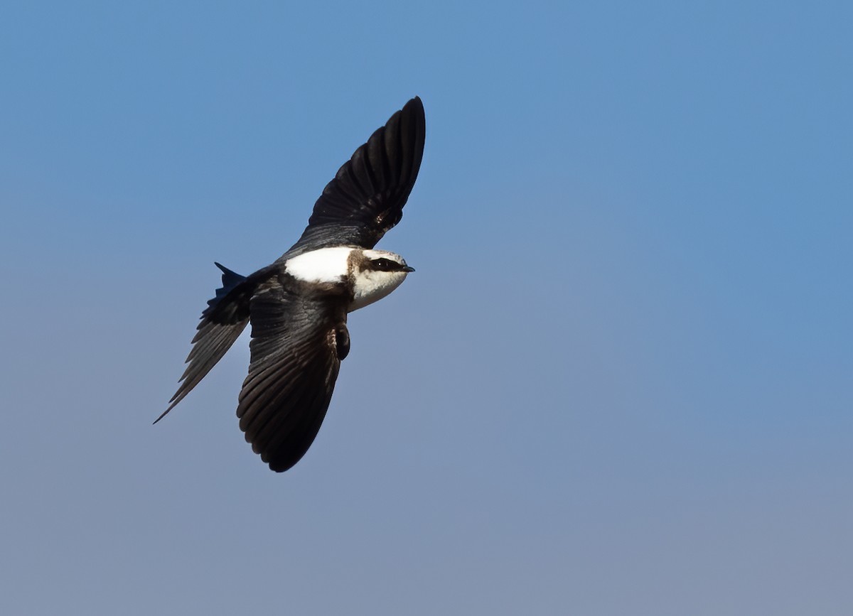 Golondrina Dorsiblanca - ML642300608