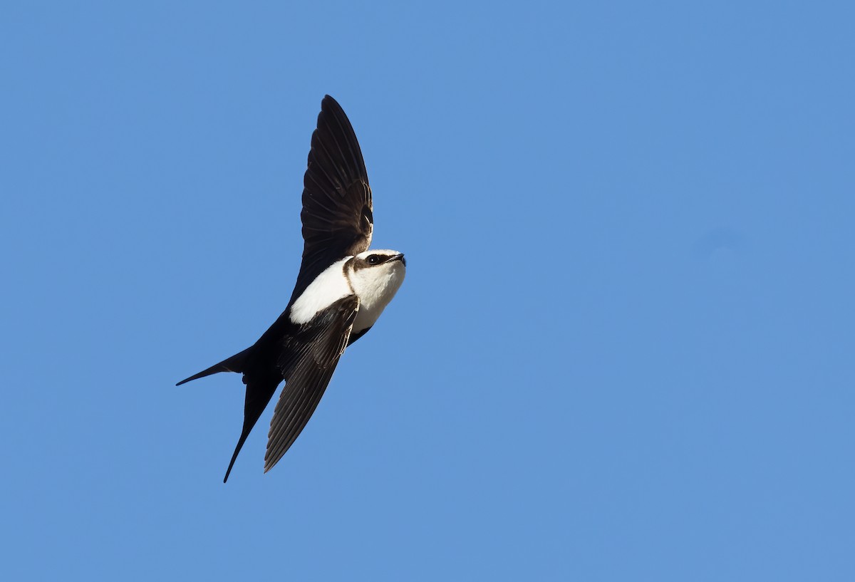 Golondrina Dorsiblanca - ML642300609